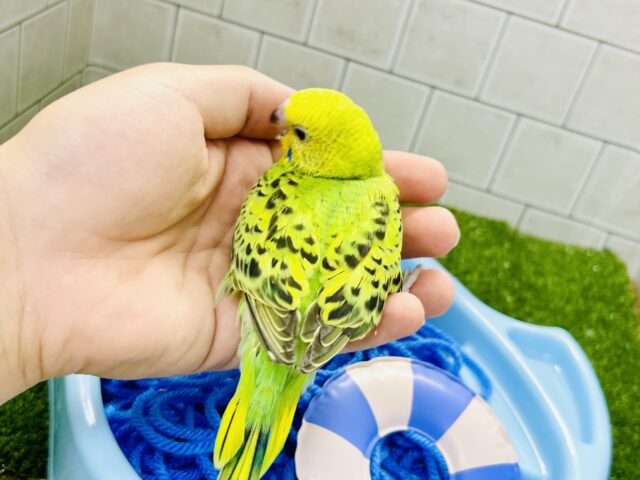 セキセイインコ