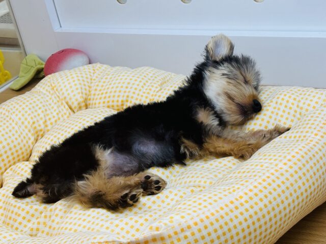 ヨークシャテリア