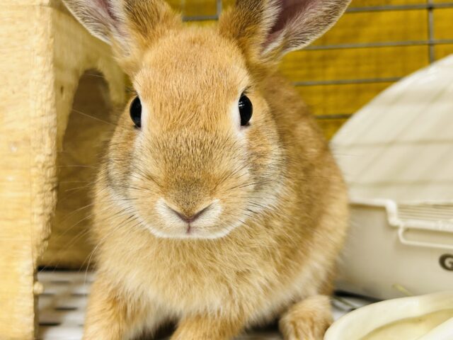 ミニウサギ