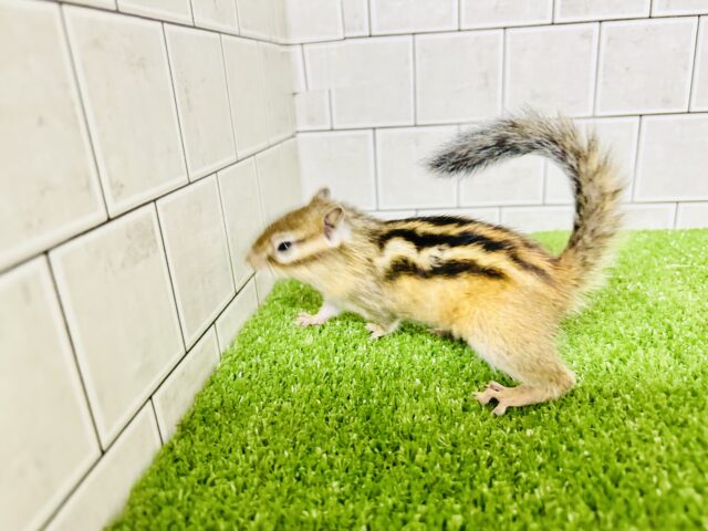 シマリス（ノーマル）