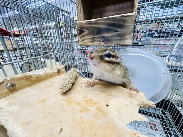 シマリス（ノーマル）