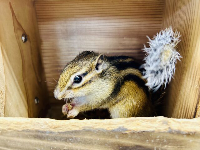 シマリス（ノーマル）