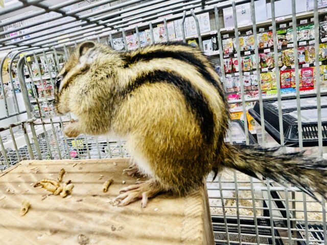 シマリス（ノーマル）