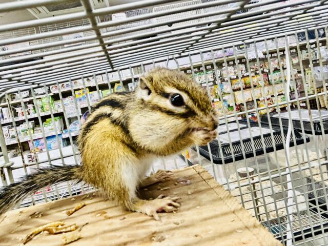 シマリス（ノーマル）