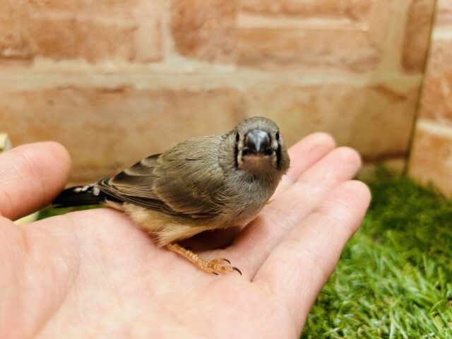 錦花鳥（キンカチョウ）