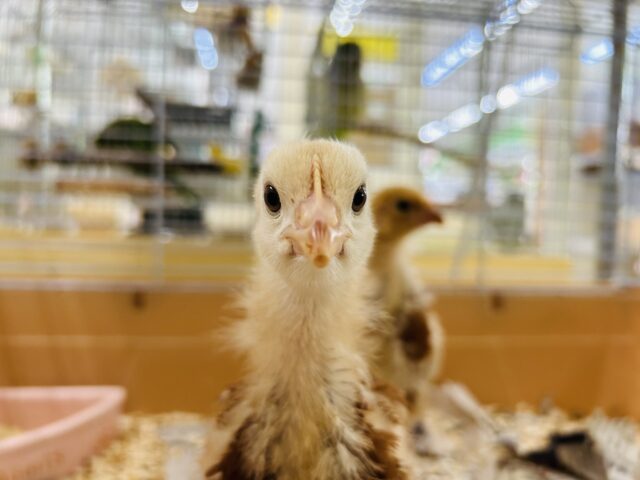 ボリスブラウン