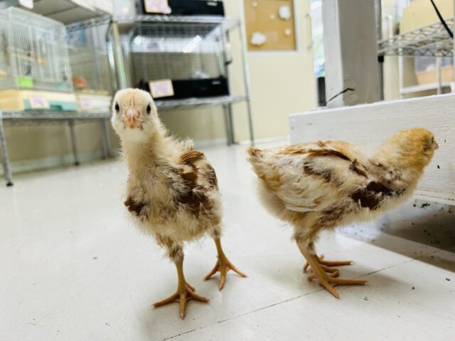 ボリスブラウン