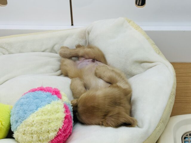 ミニチュアダックス