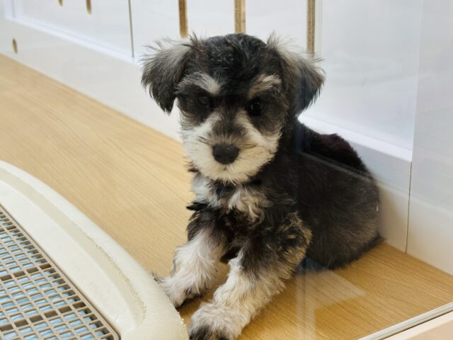 ミニチュアシュナウザー