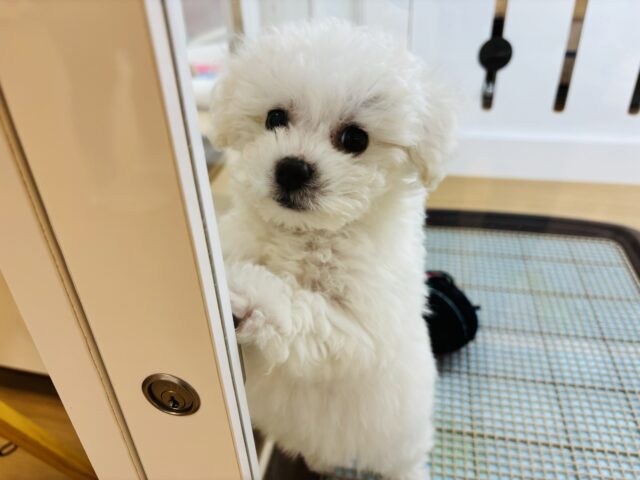 ビションフリーゼ