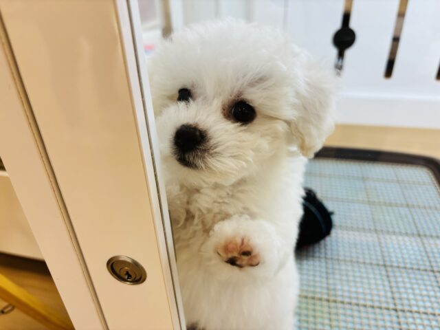 ビションフリーゼ