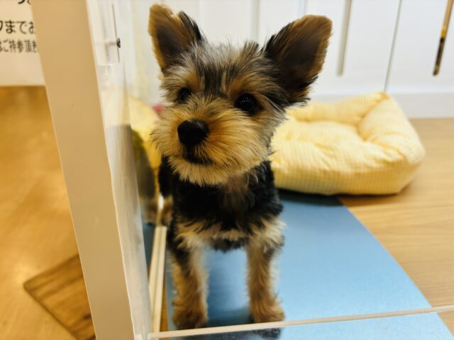 ヨークシャテリア