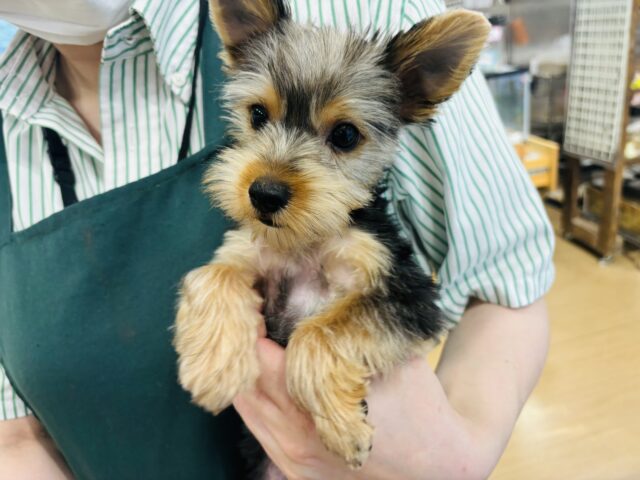 ヨークシャテリア