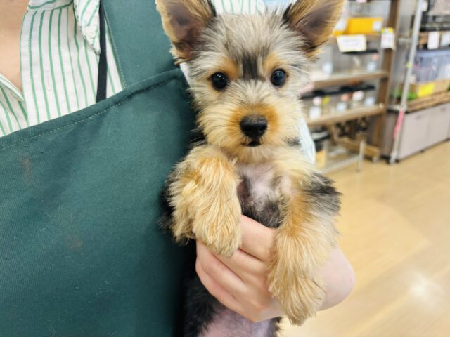 ヨークシャテリア