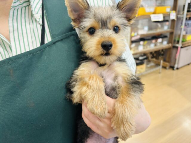 大好きを伝えさせて〜！ヨークシャーテリアくん！