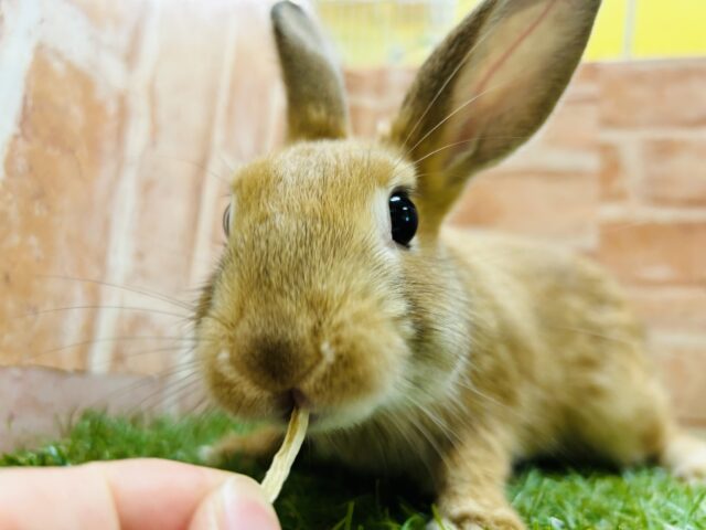ミニウサギ