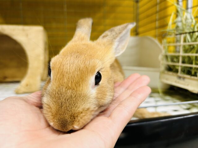 ミニウサギ