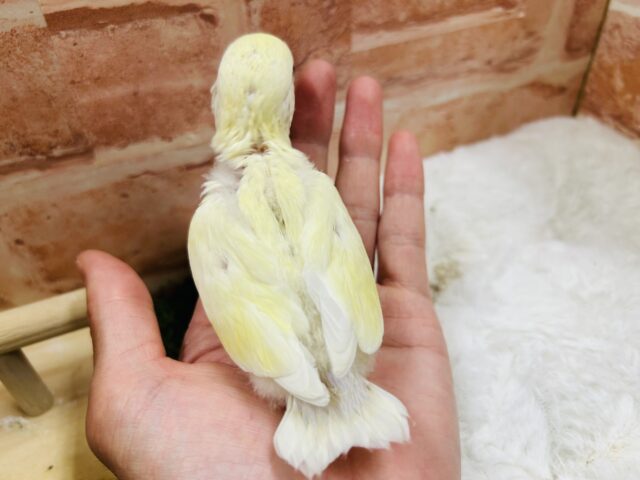 コザクラインコ（小桜インコ）