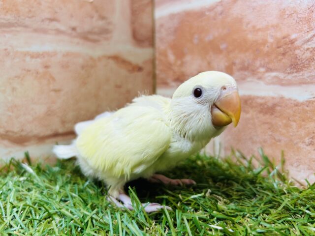 コザクラインコ（小桜インコ）