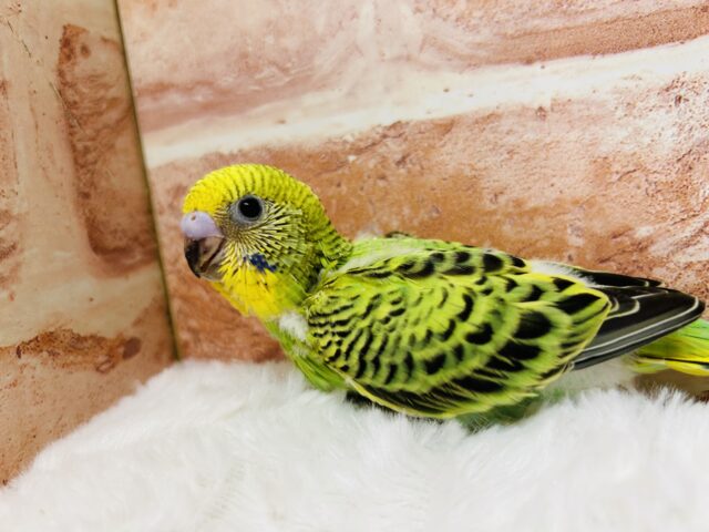 セキセイインコ