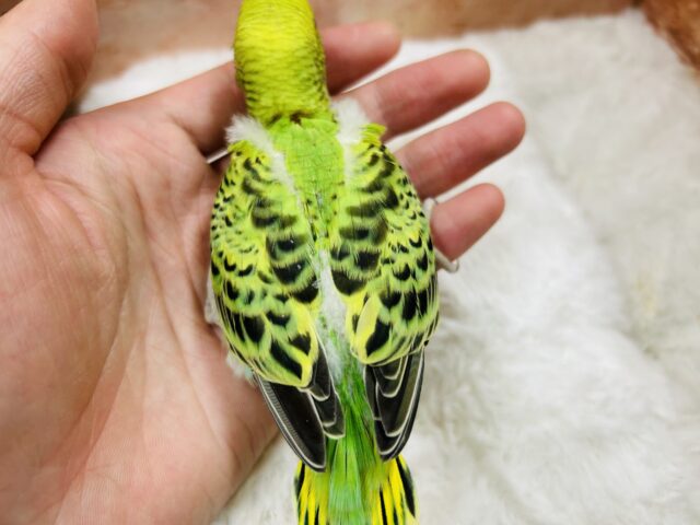 セキセイインコ