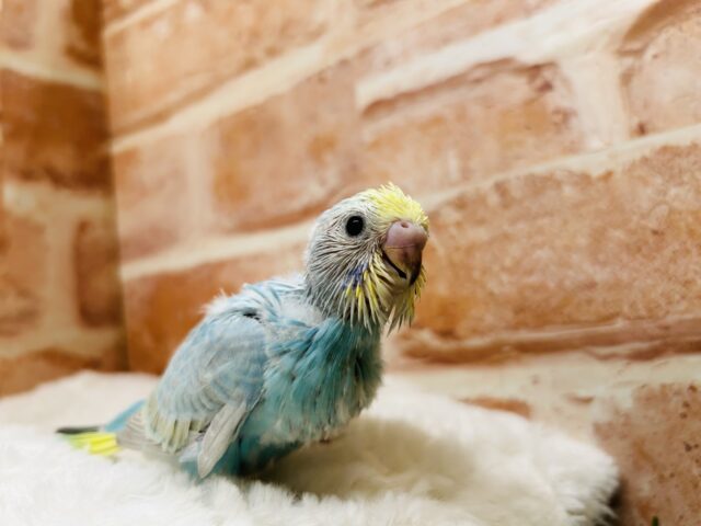 セキセイインコ