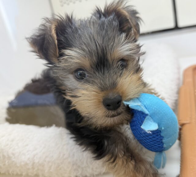 ヨークシャテリア