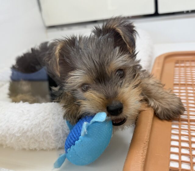 ヨークシャテリア