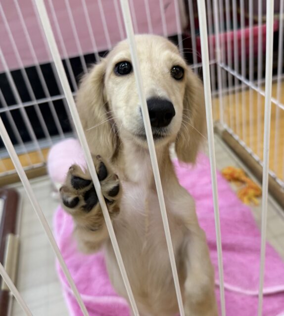 ミニチュアダックス