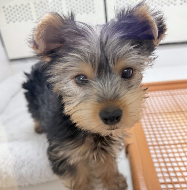 ヨークシャテリア