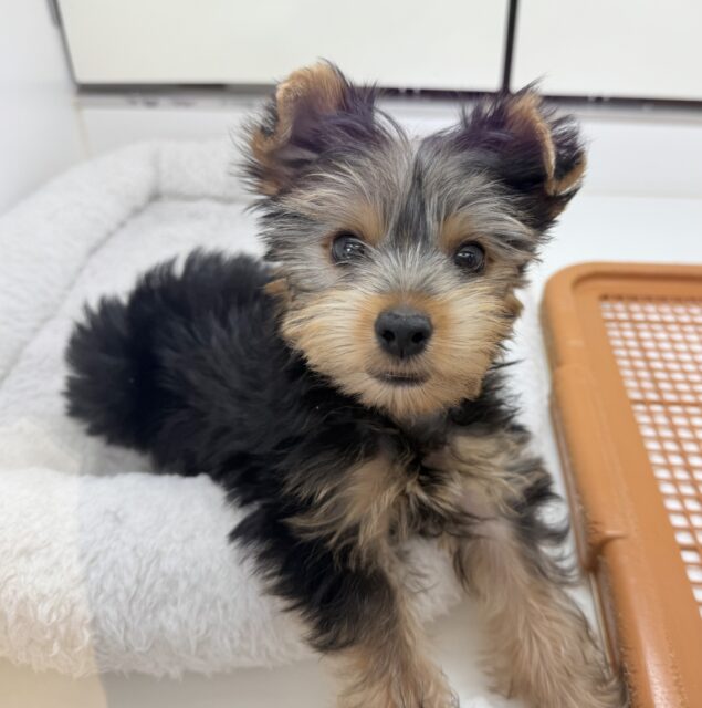 ヨークシャテリア