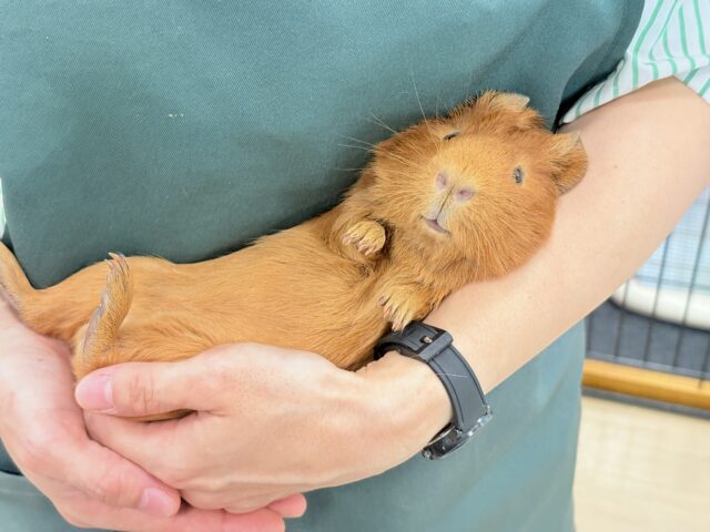 ロシアンモルモット