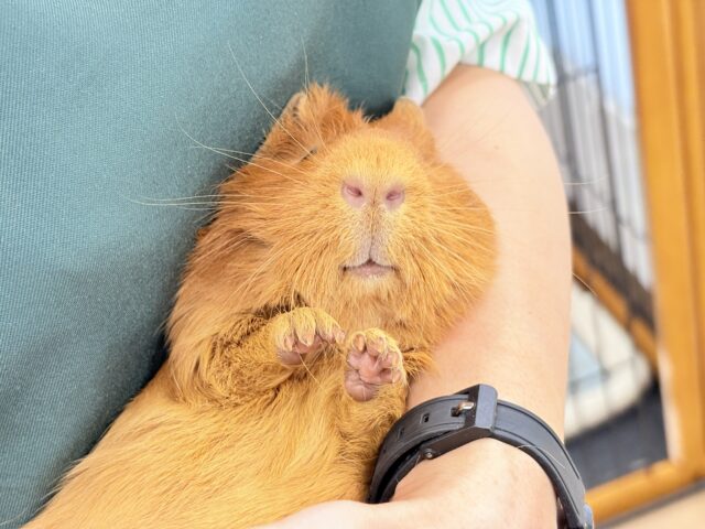 ロシアンモルモット