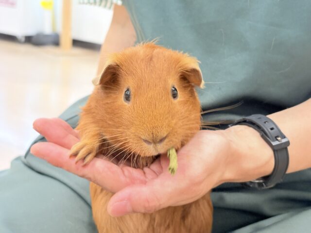 ロシアンモルモット