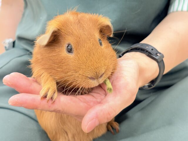 ロシアンモルモット