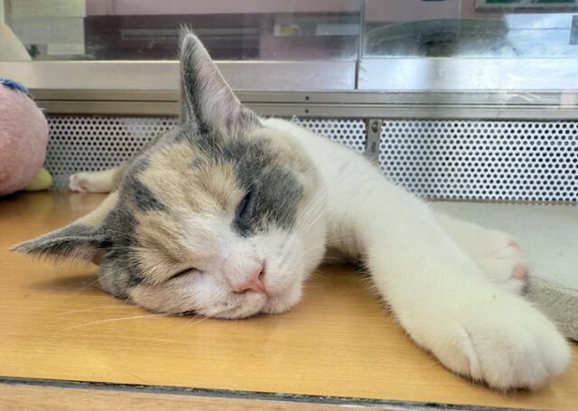 ブリティッシュショートヘア