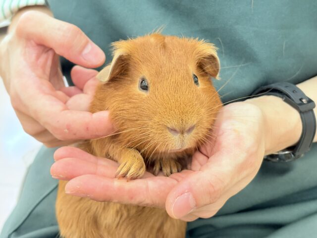 ロシアンモルモット