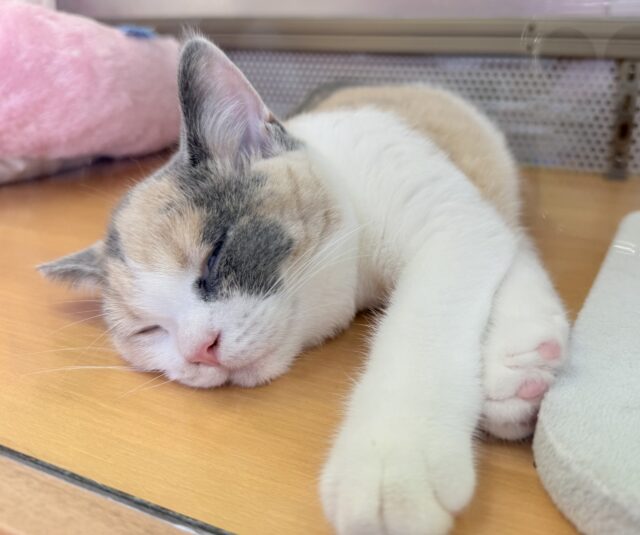 ブリティッシュショートヘア