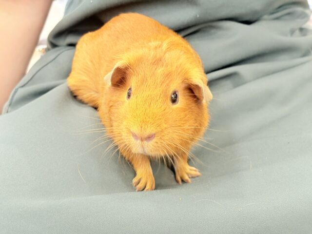 ロシアンモルモット