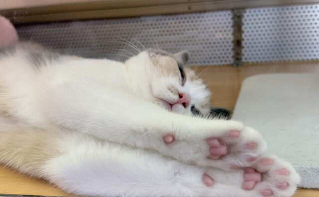 ブリティッシュショートヘア