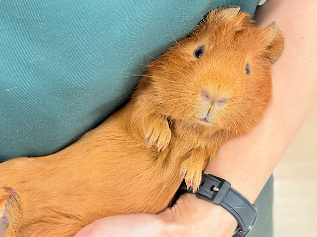 【最新画像・動画更新🪄】触れ合う程に溶けてゆく.*･ﾟロシアンモルモット(男の子)