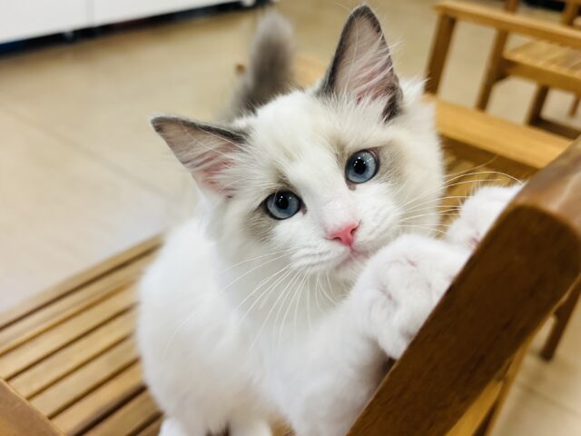 超ホヤホヤ最新画像✨美しさでメロメロにしちゃうぞ〜♥ラグドールくん！