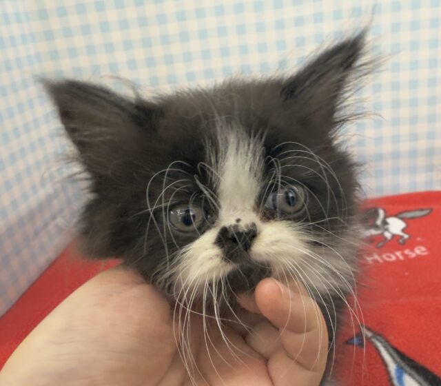 フォールデックス