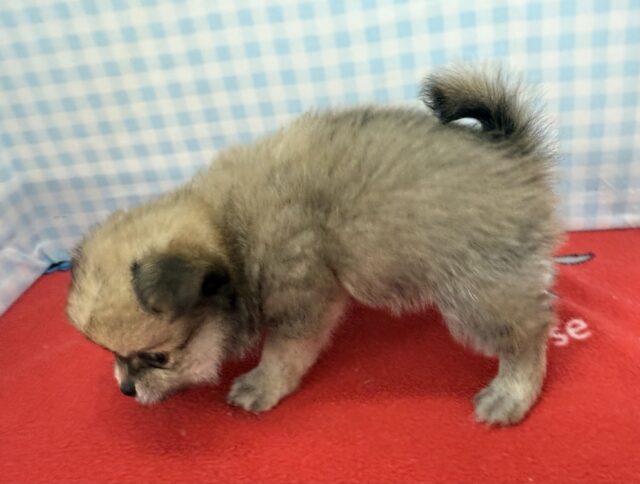 ポメチー（ポメチワ）