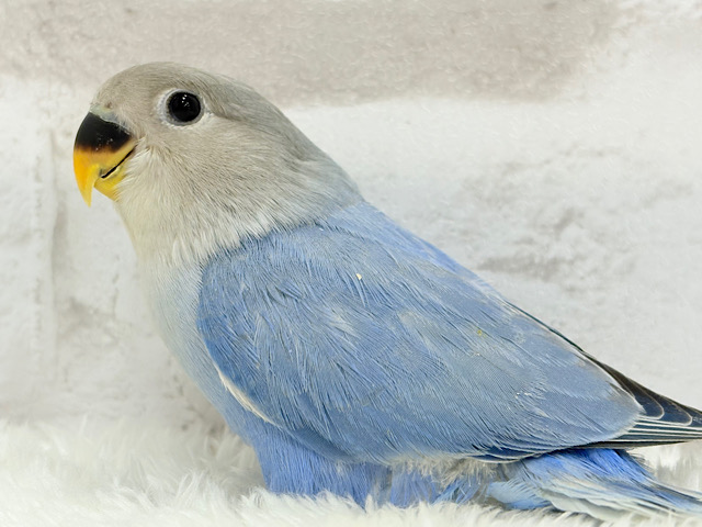 まるっと可愛いペンギンフォルム🐥コザクラインコ(ブルーオパーリン) ヒナ