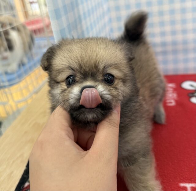 ポメチー（ポメチワ）