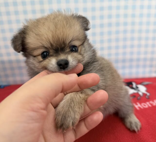 ポメチー（ポメチワ）