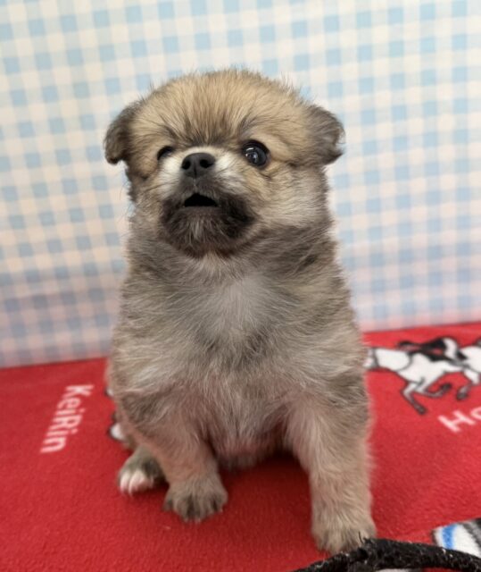 ポメチー（ポメチワ）