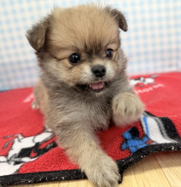 ポメチー（ポメチワ）