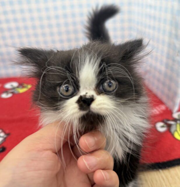 フォールデックス